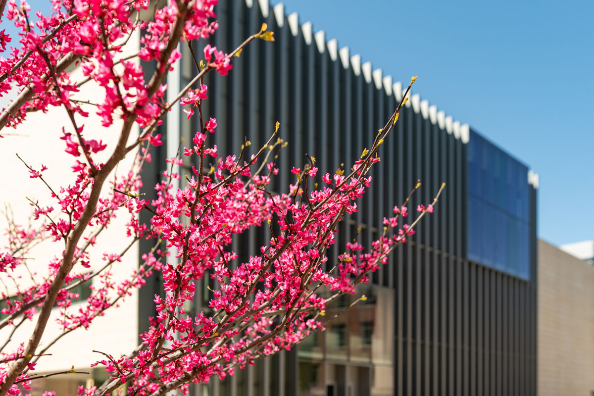 Pink blossoms in from of the U-M Museum of Art building.