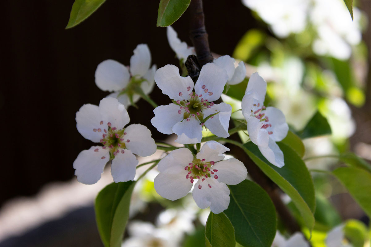 White blossoms of a pear tree.